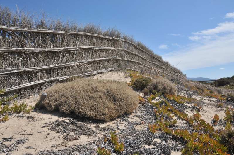 Astragalus thermensis / Astragalo di Sciacca